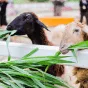 探索足球的魅力 - 世界杯投注haowei